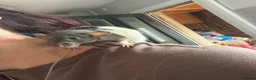 Rat rodents for sale: Rats  in Lincoln - Advert 5