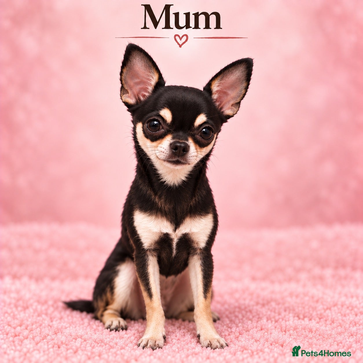 Chihuahua dogs 🐾3 Beautiful Chihuahua Puppies Raised with Care  - Advert 3