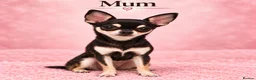 Chihuahua dogs for sale: 🐾3 Beautiful Chihuahua Puppies Raised with Care  in St Albans - Advert 1