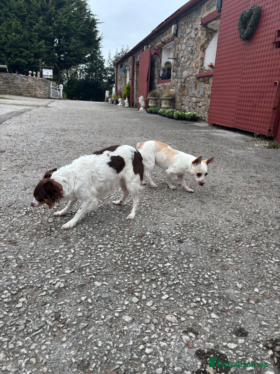 Mixed Breed dogs for sale: Adorable Jack Russel x Chihuahua puppies  - Image 8