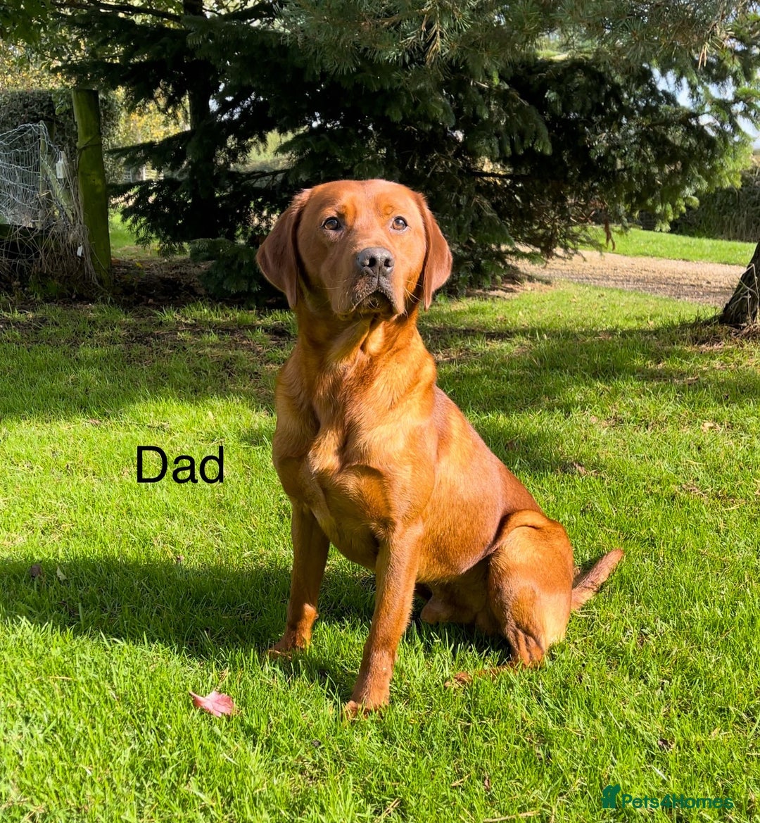 Labrador Retriever dogs for sale: KC Reg Fox Red/Yellow Labrador Pups Health Tested  - Advert 8