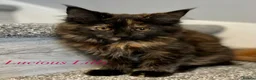 Maine Coon cats for sale: Beautiful Tica Maine Coon babies  - Advert 5