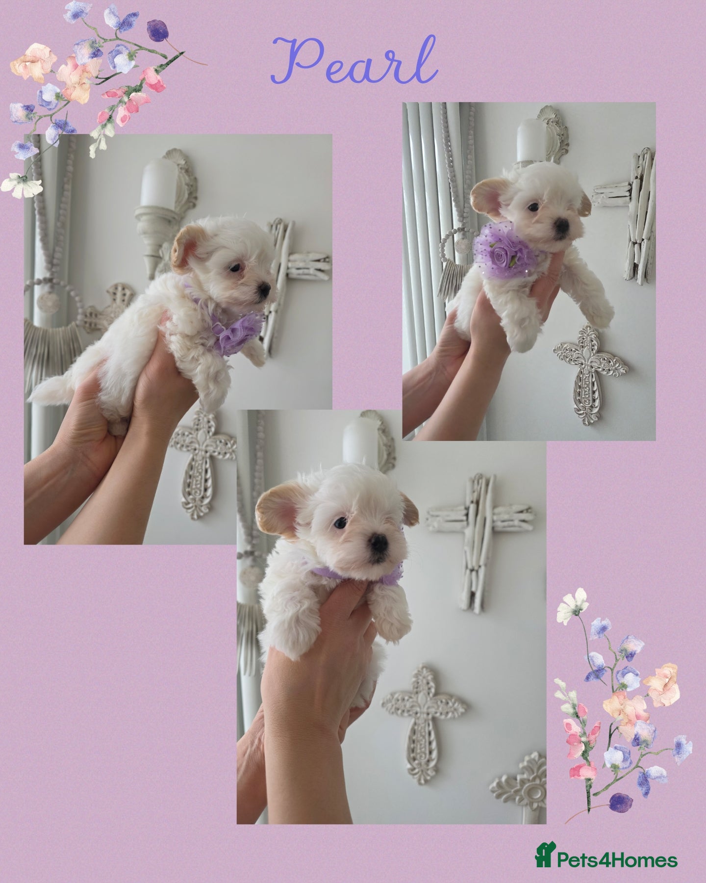 Maltipoo dogs  Ready 6.3.26 Tiny korean maltipoo females - Advert 6