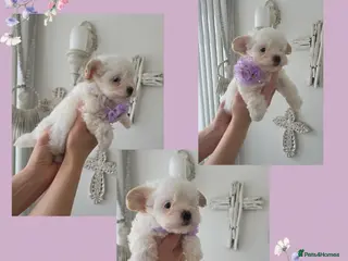 Maltipoo dogs Ready 6.3.26 Tiny korean maltipoo females - Advert 6