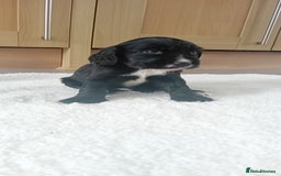 Cocker Spaniel dogs for sale: QUALITY COCKER SPANIAL PUPPIES VARIOUS COLOURS - Image 2