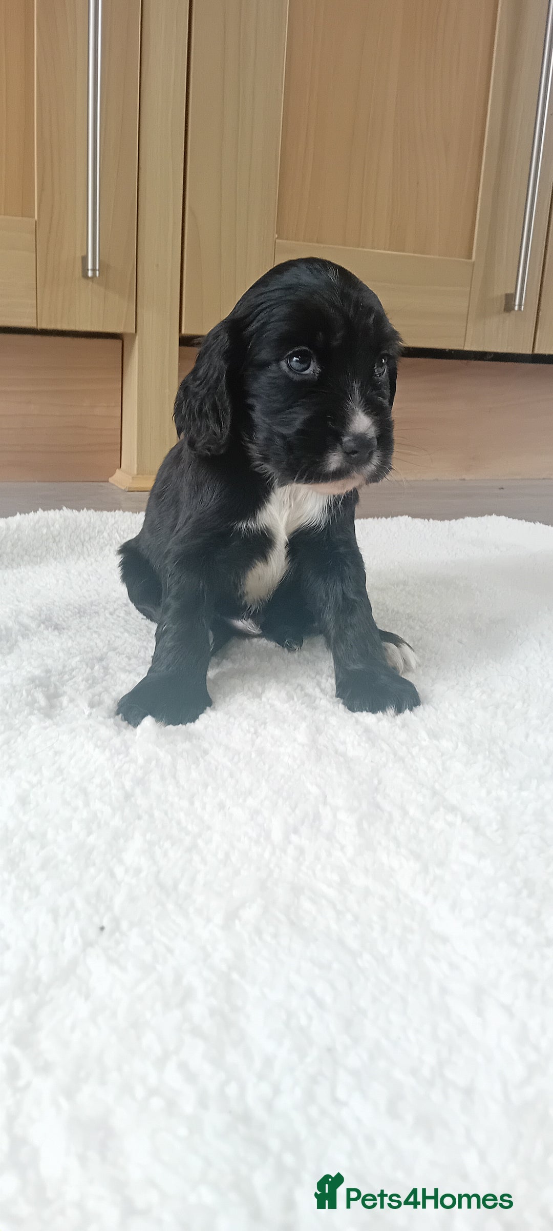 Cocker Spaniel dogs for sale: QUALITY COCKER SPANIAL PUPPIES VARIOUS COLOURS - Image 2