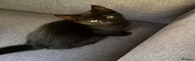 Black female 