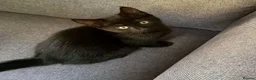 Mixed Breed cats for sale: Beautiful shiny black kittens and one tabby female - Advert 10