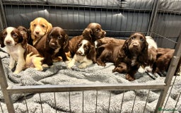 Cocker Spaniel dogs for sale: Cocker Spaniel Puppies Ready Now - Image 4