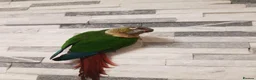 Conures birds for sale: Male yellow sided green cheek conure . - Advert 1