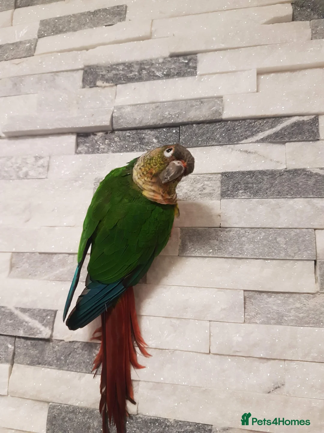 Conures birds for sale: Male yellow sided green cheek conure . - Advert 1