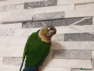 Conures birds Male yellow sided green cheek conure . - Advert 12