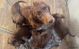 Cocker Spaniel dogs for sale: Beautiful Female Cocker Spaniel Puppies  - Image 10