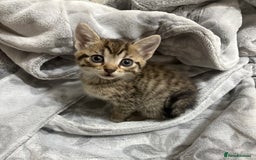 Bengal cats for sale: Bengal cross tabby kitten  - Image 1