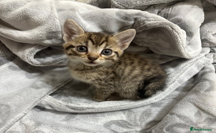 Bengal cats - Advert 1