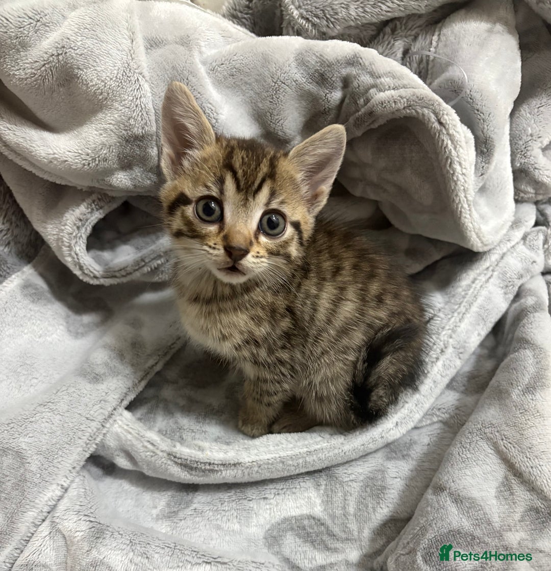 Bengal cats for sale: Bengal cross tabby kitten  - Image 1