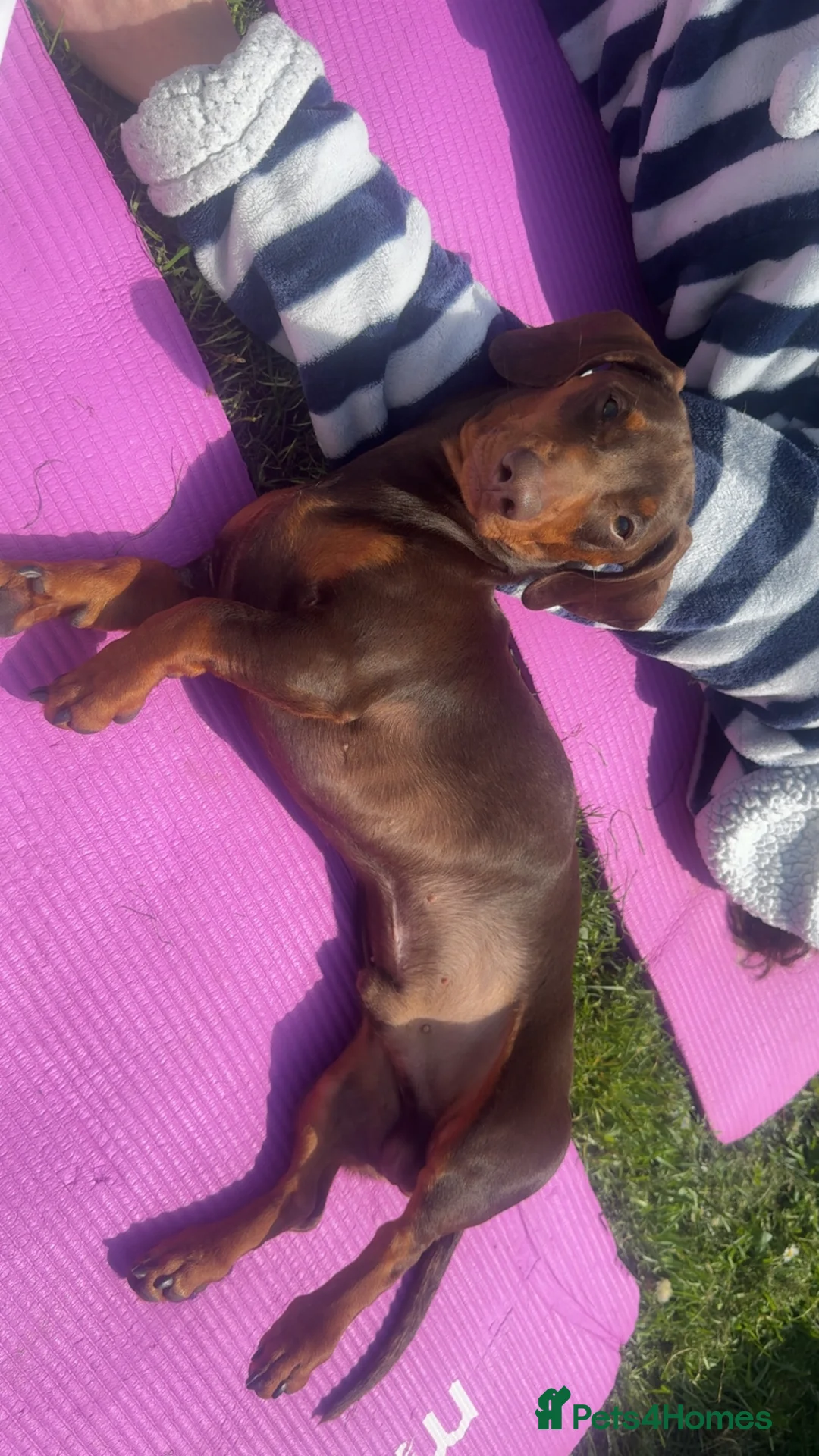 Dachshund dogs for stud: Beary Boy❤️ - Advert 2