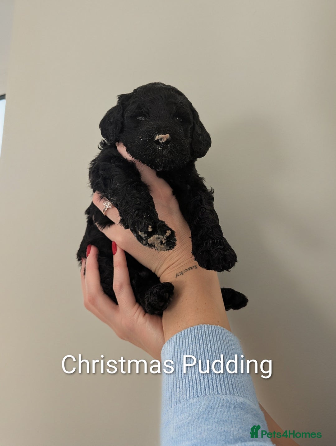 Standard Poodle dogs for sale: 6 wks old, ready 21st Jan, Standard Poodle Puppies - Advert 18