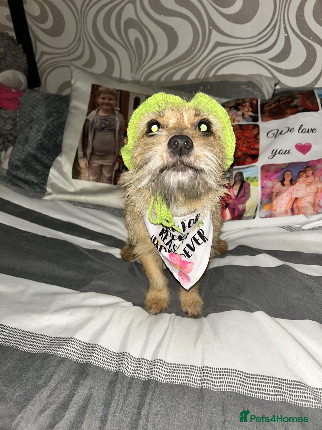 Mixed Breed dogs for sale: Small Jack russel cross  - Image 5