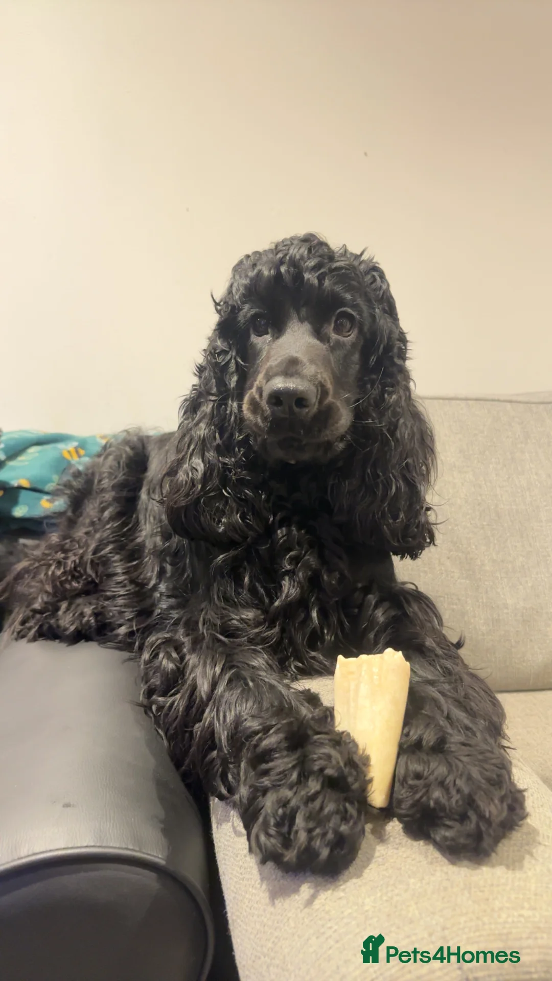 Cocker Spaniel dogs for sale: 1 year old show cocker spaniel  - Advert 3