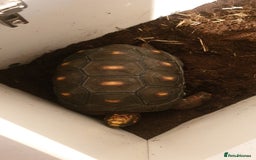 Tortoise reptiles for sale: Redfooted tortoise - Image 2
