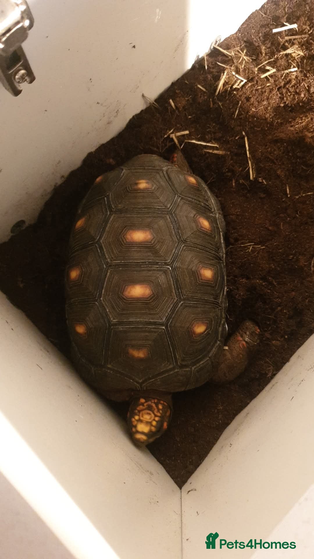 Tortoise reptiles for sale: Redfooted tortoise - Image 2