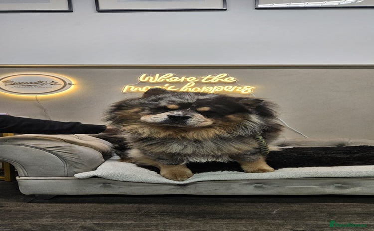 Chow Chow dogs - Advert 1