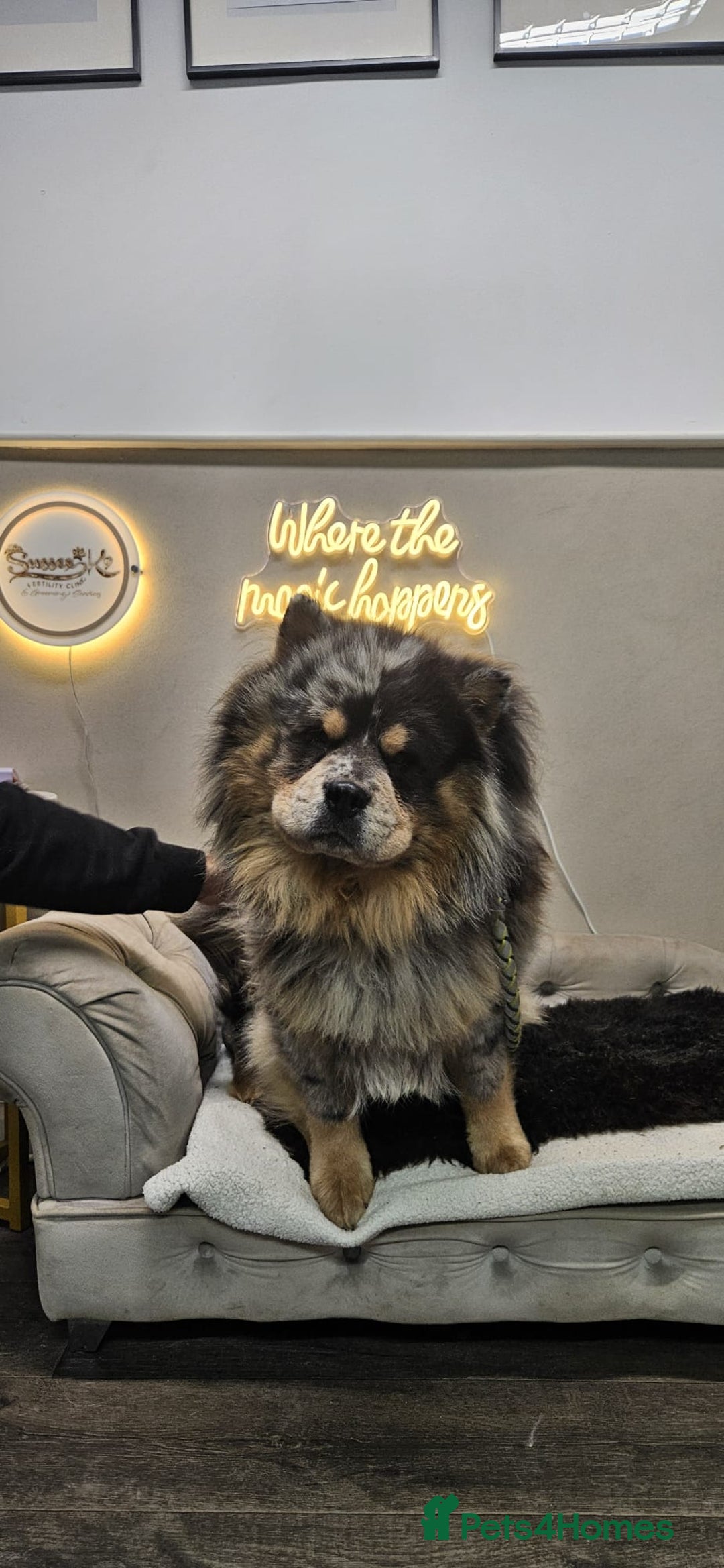 Chow Chow dogs for stud: Pumba direct at at  - Image 1
