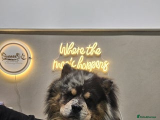 Chow Chow dogs - Advert 3