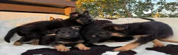 German Shepherd dogs for sale: Outstanding KC German Shepherd puppies - Advert 13