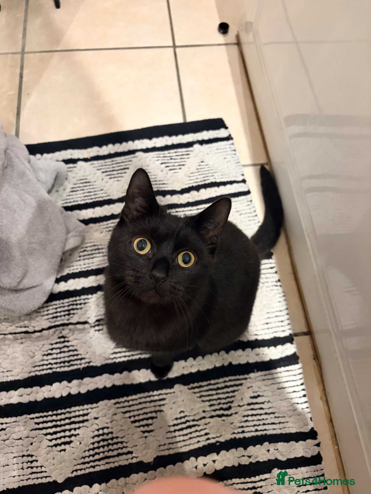 Domestic Shorthair cats 9 month old cat  - Advert 4