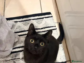 Domestic Shorthair cats 9 month old cat - Advert 4