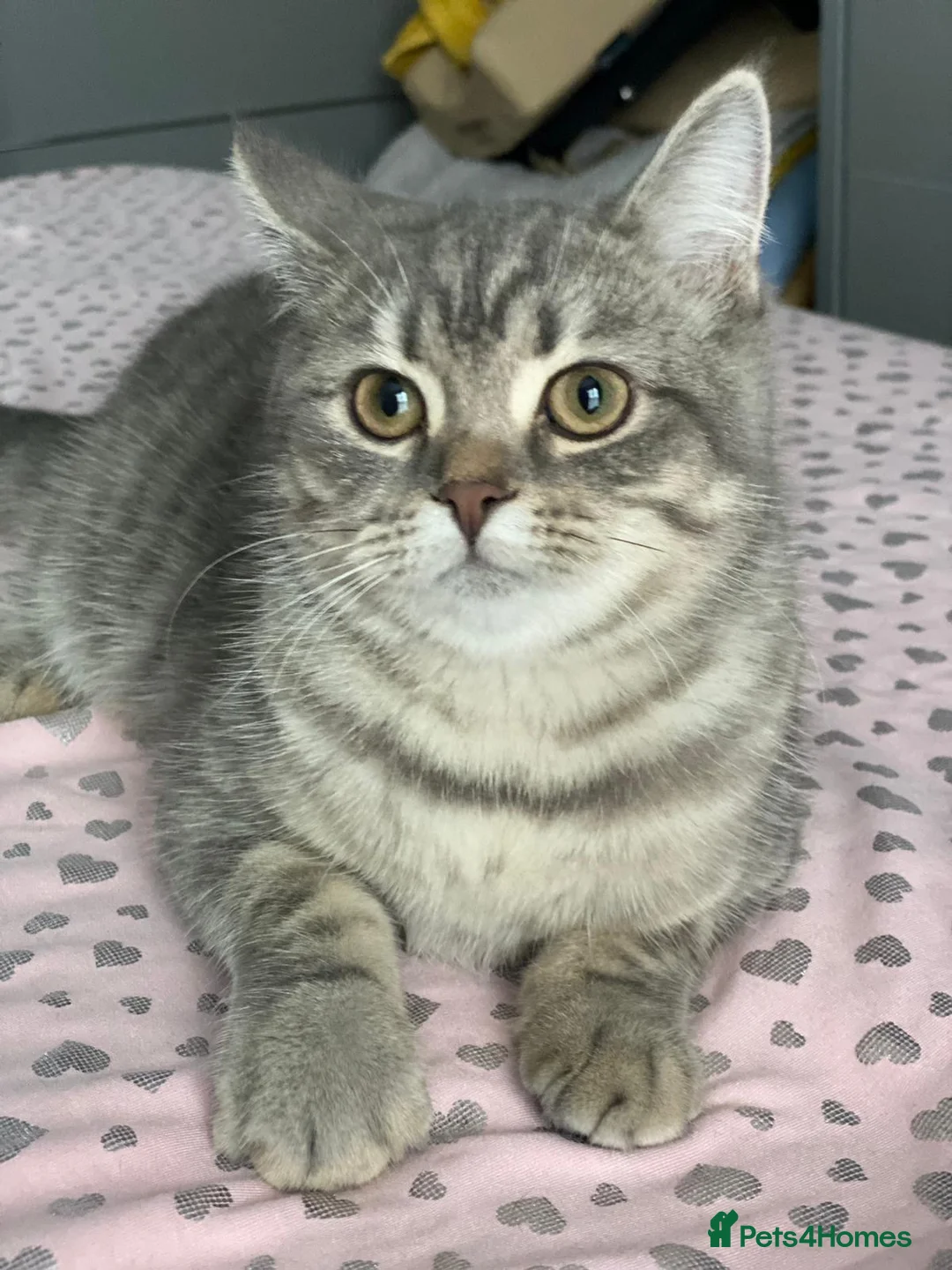 Scottish Fold cats for sale: Adorable Scottish Fold & Straight Kittens - Advert 7