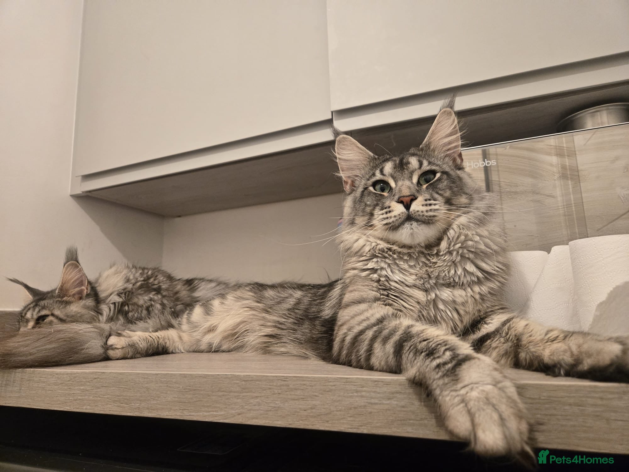 Maine Coon cats Mainecoon proven stud - Advert 19