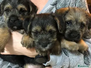 Mixed Breed dogs Sealyham / Lucas terrier type - Advert 1