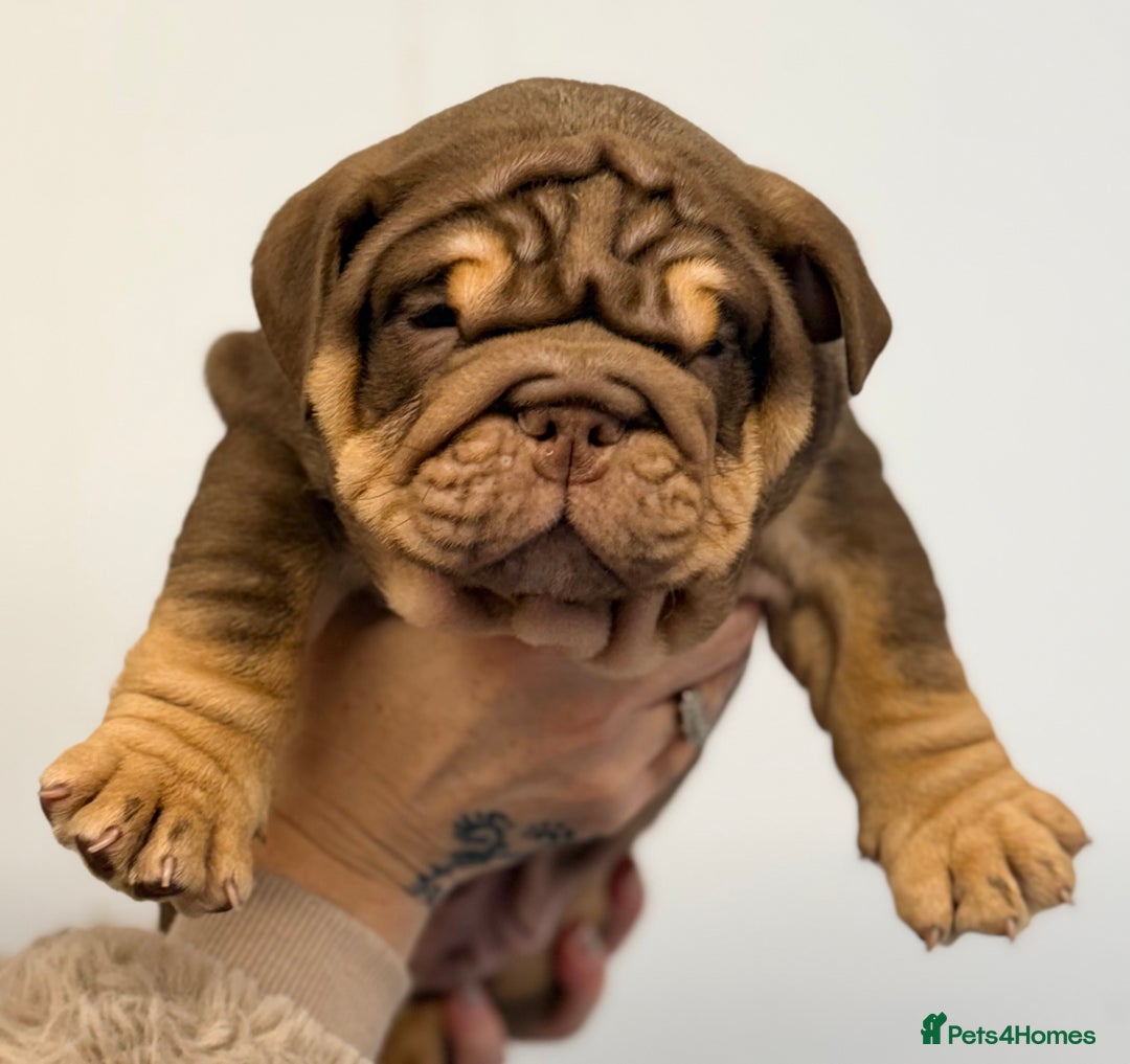 English Bulldog dogs for sale: *Stunning* KC English bulldog puppies ready 20/12 - Advert 11