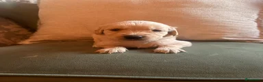Golden Retriever 6