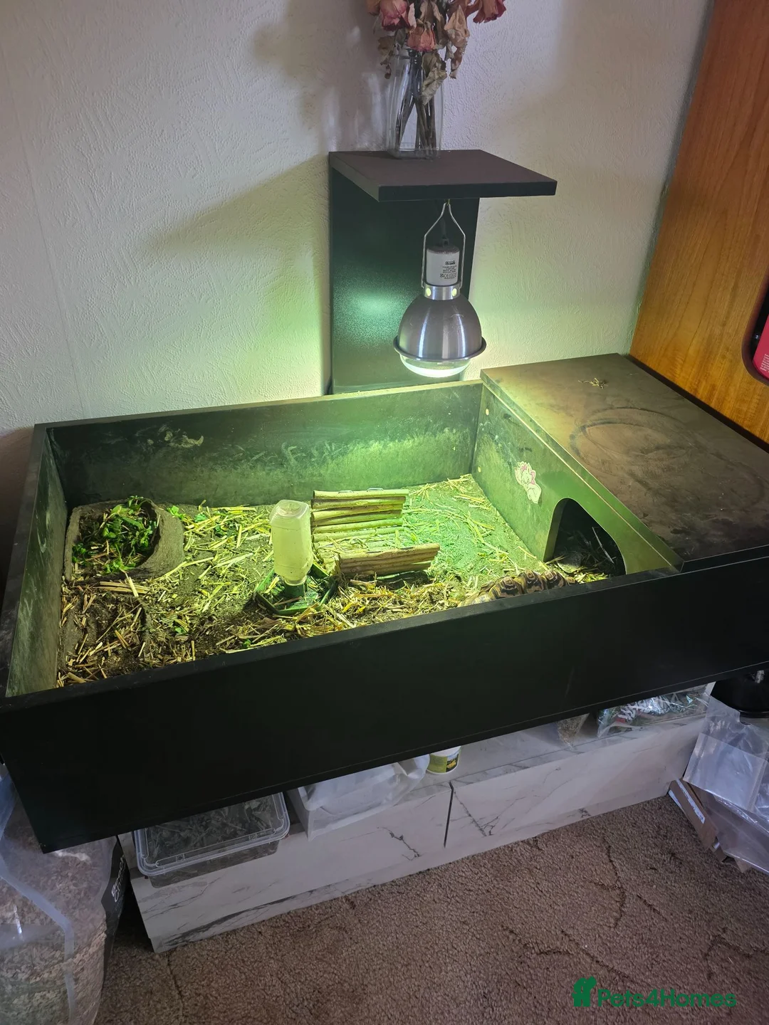 Tortoise reptiles for sale: Leopard Tortoise with enclosure - Advert 2