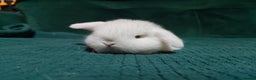 Mini Lop rabbits for sale: 2 stunning mini lops for reserve  - Advert 8
