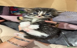 Mixed Breed cats for sale: Kittens for their forever home - Image 3
