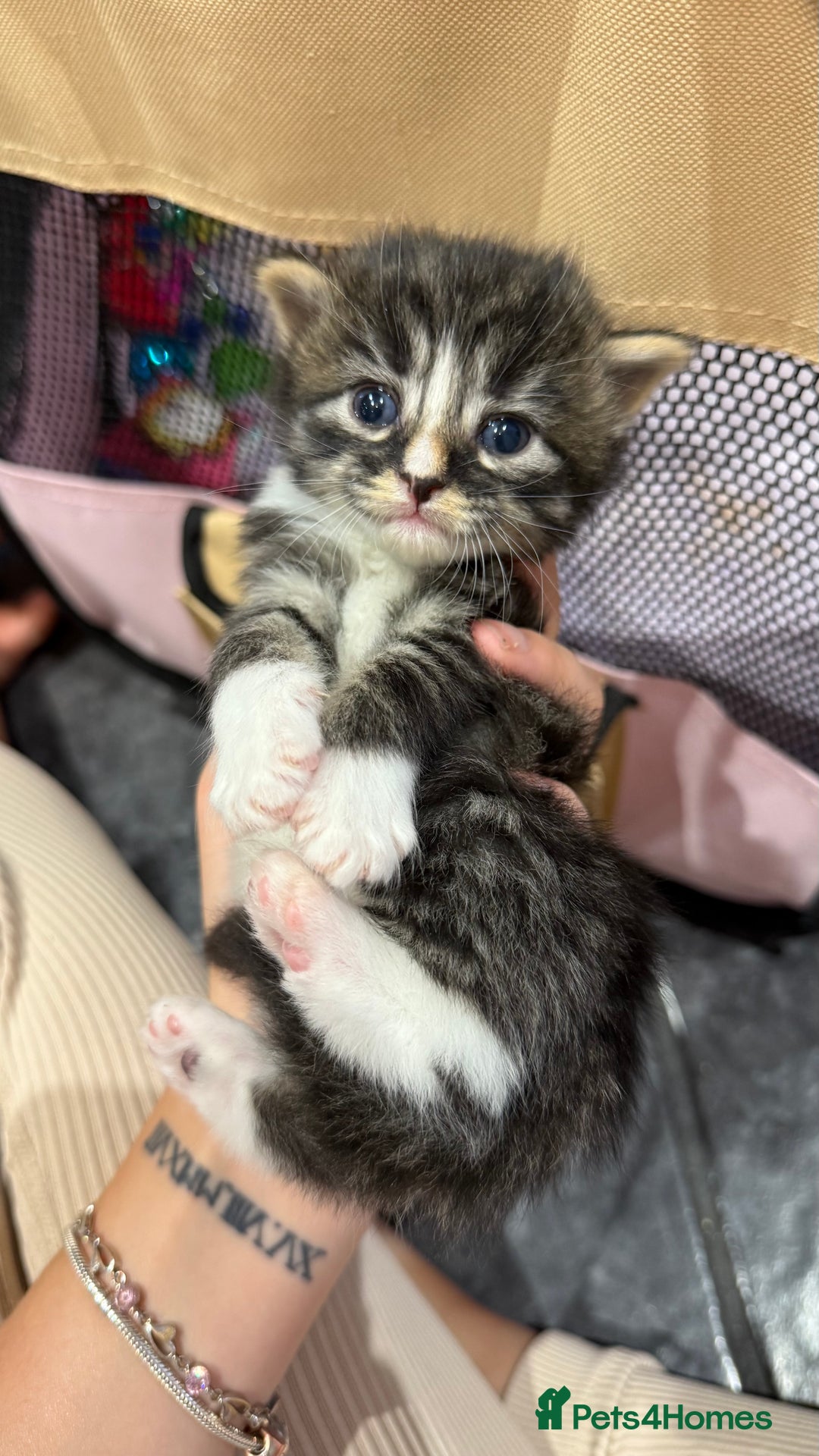 Mixed Breed cats for sale: Kittens for their forever home - Image 3