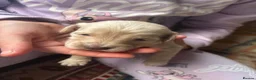 Cockapoo dogs for sale: Cockapoos in Worcester - Advert 3