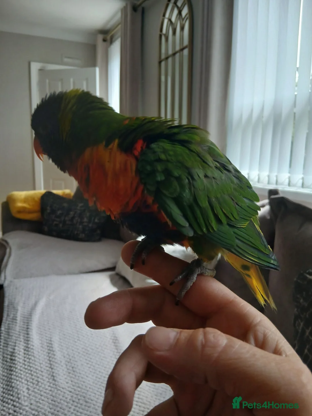 Lorikeets birds for sale: Beautiful hand tamed rainbow lorikeet for sale  in Armagh - Advert 2