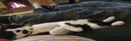 Mixed Breed cats for sale: Brothers looking for home together - Advert 3