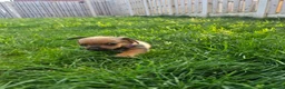 Chiweenie dogs for sale: 🐾 Pocket-Sized Pups Looking for Loving Homes! 🐾  - Advert 4