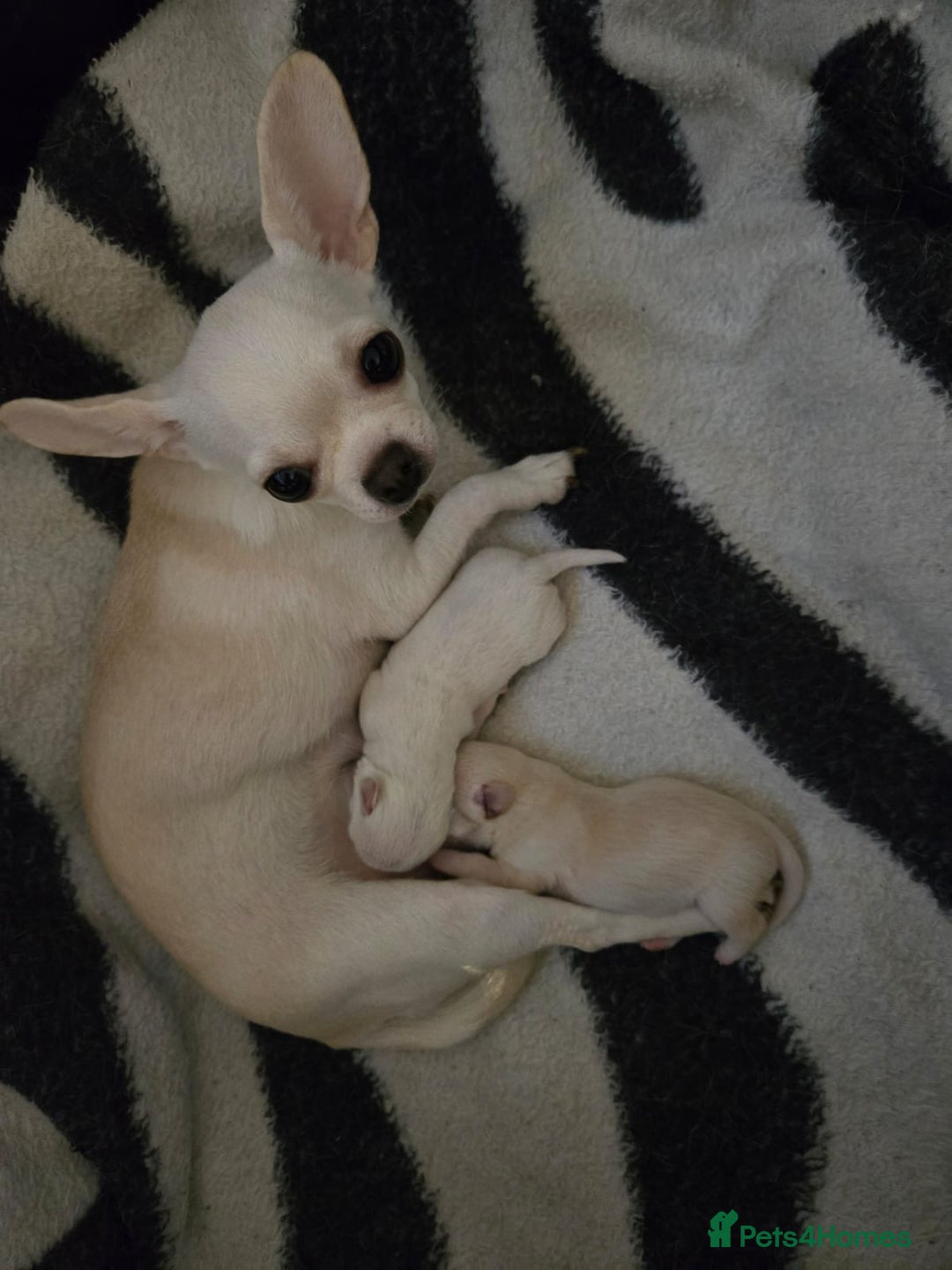 Chihuahua dogs for sale: Two chihuahua puppies for sale  - Image 4