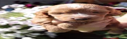 Cockapoo dogs for sale: Health tested: Champion lines  F1 puppies  - Advert 6