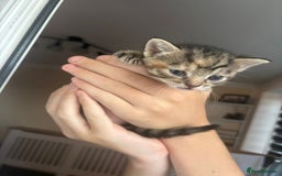 Mixed Breed cats for sale: Three tabby cats.  - Image 2