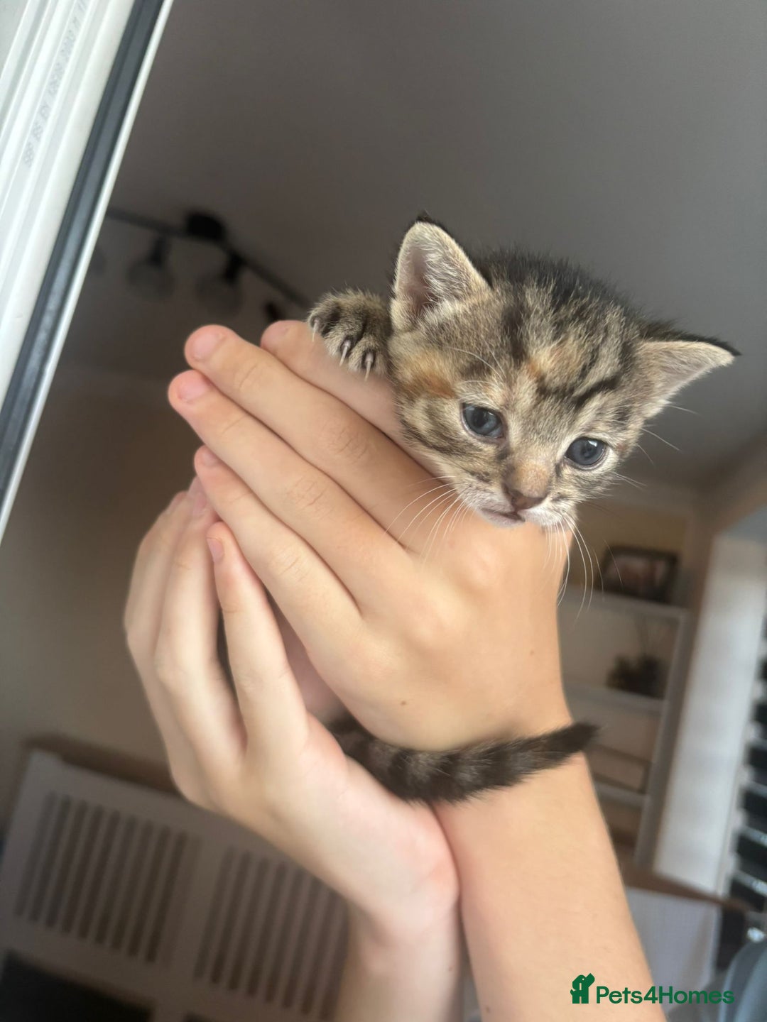Mixed Breed cats for sale: Three tabby cats.  - Image 2