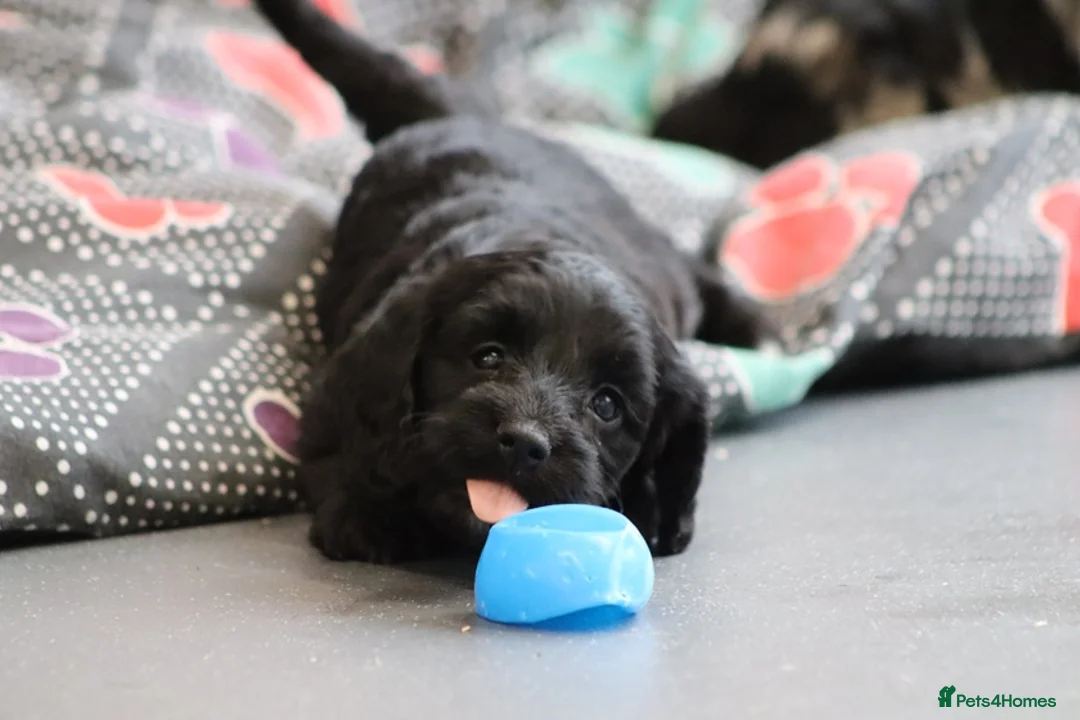 Cockapoo dogs for sale: F1 Cockapoo puppies for sale! - Advert 17